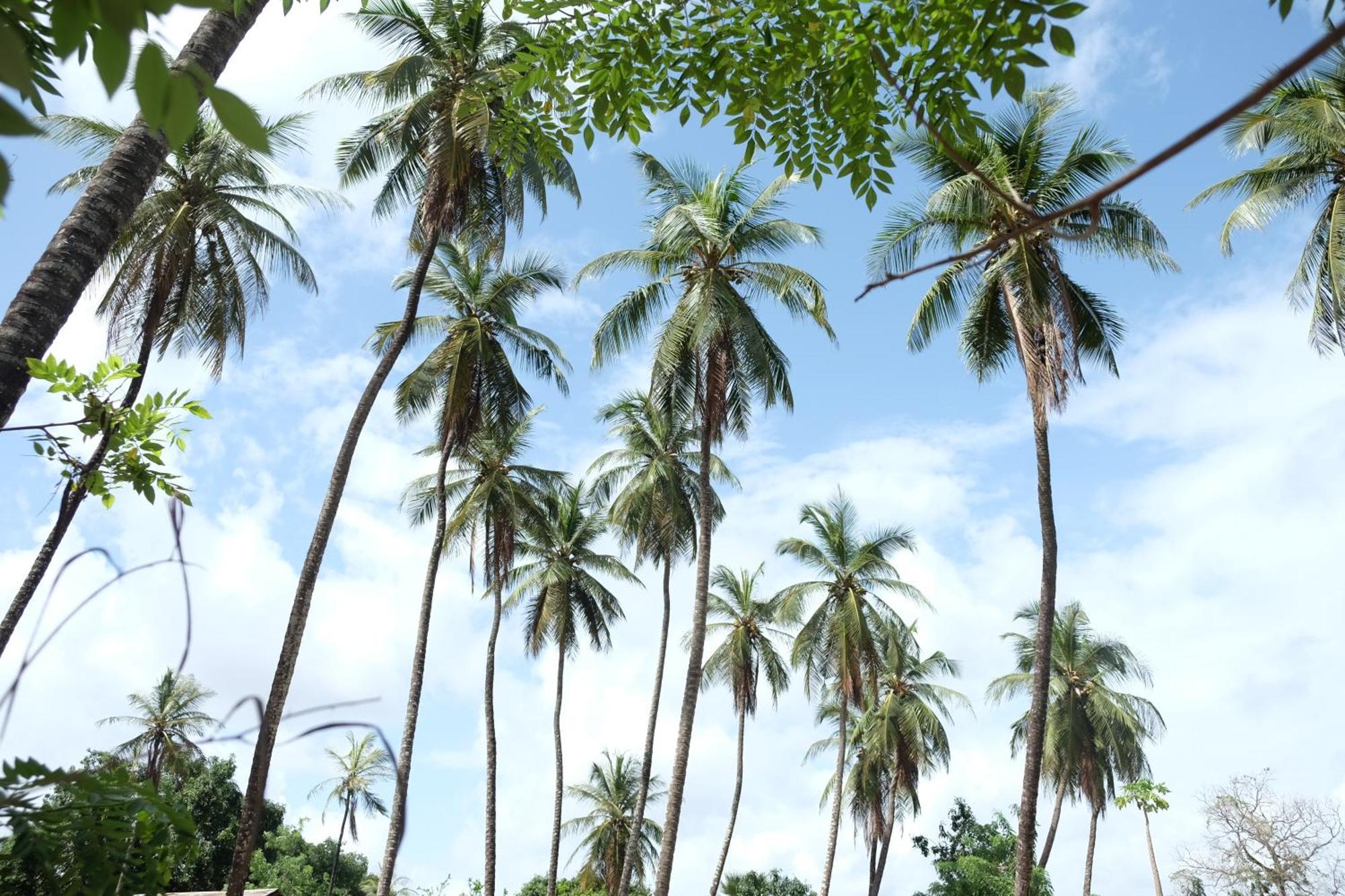 Penzion Centre Touristique Et Culturel Casamance Diakene Ouolof Exteriér fotografie